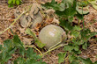 Ripe cantaloupe in garden with straw mulch. Gardening, organic produce and home fruit garden concept.