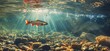 Royal Red Salmon swimming in clear water, surrounded rocks and sun rays reflecting on the surface of the river, underwater view.
