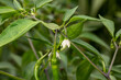 Hot pepper plant with white flower growing in garden. Vegetable garden, organic produce and gardening concept.