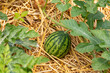 Watermelon growing in garden with straw mulch. Gardening, organic produce and home garden concept.