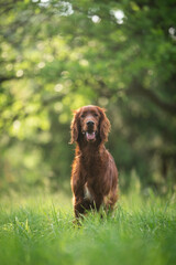 Wall Mural - Irish setter dog breed portrait in nature