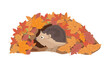Cute hedgehog cartoon character living in burrow made from autumn leaves isolated on white