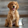 Golden Retriever Puppy with Shiny Fur and Tongue Out, Sitting Next to a Bowl on a Wooden Floor