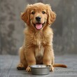 Cute Golden Retriever Puppy Sitting in Front of Bowl, Looking at Camera