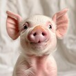 Cute Baby Pig with Large Pink Ears