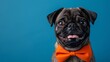 Adorable Pug Dog with Bow Tie, Looking to the Left and Wearing a Bow Tie