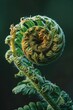 Fibonacci Spiral in Nature: A Close-up Study of the Fibonacci Sequence in Plant Growth