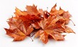 Autumn Leaves Bouquet: Fresh and Crisp Orange Leaves Set for Sale