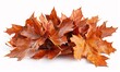 Fresh Seasonal Fall Leaves on a White Background, Autumn Collection