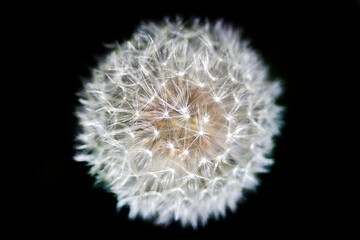 Canvas Print - White dandelions on nature background