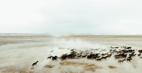 A herd of horses is running across a sandy field. aerial view of a herd of horses