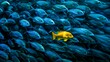 © juancajuarez - big shoal of blue fish except for one yellow colored among them - concept of being unique and different from the rest