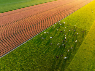 Poster - An aerial view of the cows. Field with tulips. Agriculture and animal husbandry. Animals on pasture during sunset. Cows grazing on the meadow. Juicy and fresh grass in the field.