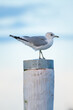 Seagull. Fishing bird. Birds in the wild. Flying and waterfowl species of birds. Photo for wallpaper or background.