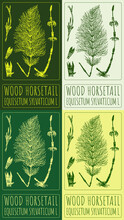 Set Of Drawing WOOD HORSETAIL In Various Colors. Hand Drawn Illustration. Latin Name Is EQUISETUM SYLVATICUM L
