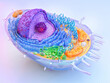 Anatomy of a human cell: nucleus, cytoplasm, golgi, organelles - mitochondria, ribosomes, lysosomes, enclosed by a cell membrane. Genetic DNA replication, RNA and protein synthesis. 3D cell structure 