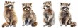 Cute raccoon set isolated, simple flat illustration, copy space. Flat design, kids book cover or print concept