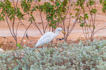 Wall Mural - Western cattle egret (Bubulcus ibis) in winter plumage hunting for insects.