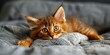 cute somali kitten
