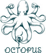 Octopus cephalopod vintage engraving