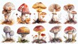 botanical watercolor art, watercolor illustrations of assorted wild mushrooms in unique shapes and colors, ideal for nature-themed designs and printed materials