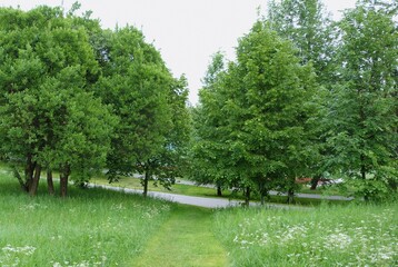 Mowed grass in the middle field in a park full of greenery as a path leading to a bicycle path and sidewalk.