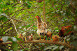Curly Feathered Hen with Rooster and Their Chicken Perched on Tree Branch