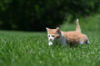 Cute yellow and white kitten in the grass
