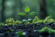 © Rayhanbp - green plant growth leaf agriculture life young grow nature tree gardening new concept spring seed