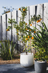 Wall Mural - mandarin orange tree in white pot outdoor, beautiful backyard, mediterranean look