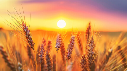 Wall Mural - Close up wheat field at golden hour, bathed in warm sunlight, whole grain field. Generative AI