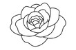 ranunculus flower vector illustration