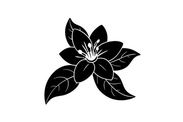 Sticker - jasmine flower vector illustration