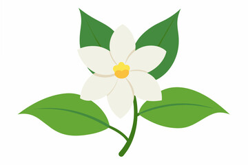 Sticker - jasmine flower vector illustration