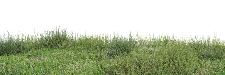 Wall Mural - Meadow cut out on transparent background 3d rendering