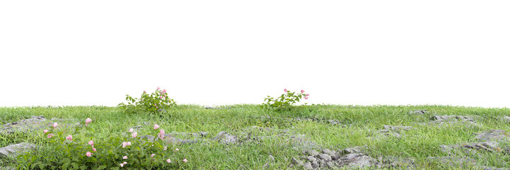Wall Mural - Flowers and grass cut out on transparent background 3d rendering