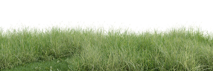 Wall Mural - Meadow cut out on transparent background 3d rendering