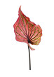 Colorful leaves isolated on white background. Caladium bicolor leaves