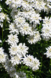 © BeeBatch - Iberis Candytuft white flowers