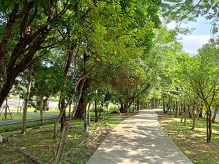 walkway and green trees beauty nature in garden Thailand