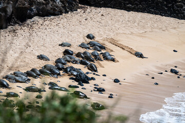 Wall Mural - Large group of green sea turtles, a flotilla, on a tropical beach protected from the winds, Hookipa Beach, Maui, Hawaii
