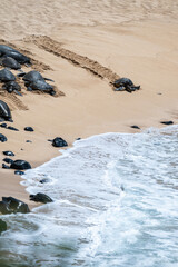 Wall Mural - Group of green sea turtles, a flotilla, on a tropical sandy beach, most resting or moving up away from the surf line and one moving toward the water, Hookipa Beach, Maui, Hawaii
