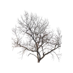 Canvas Print - A tree with no leaves is depicted on a white background