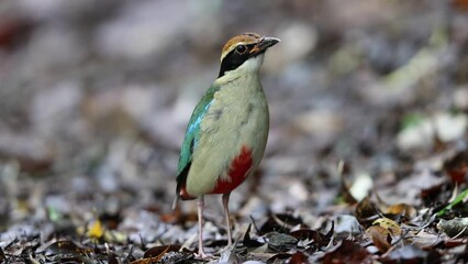 Wall Mural - The fairy pitta (Pitta nympha) is a small and brightly colored species of passerine bird in the family Pittidae.