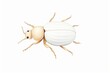 The image shows a white grub with a shiny body. It is a wood-boring beetle larva.