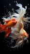 Beautiful movement of golden and white betta fish. Two red and one white Siamese fighting fish flying in the air
