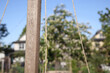 Hop vine climbing string trellis with defocused spring garden. Close up of young hop seedling cling and wrapping around a twine. Known as Humulus lupulus, used to make beer. Selective focus.