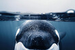close up a orca in swimming