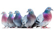 pigeons on a white background,
A group of pigeons flying in the sky on a white