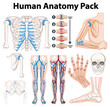 Educational vector pack showing various human anatomy parts